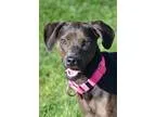 Adopt April a Miniature Pinscher Weimaraner
