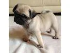 yj2hf putty trained male and female pug babies