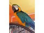 Adopt Bogey a Blue Macaw bird in Tampa FL (15435210)