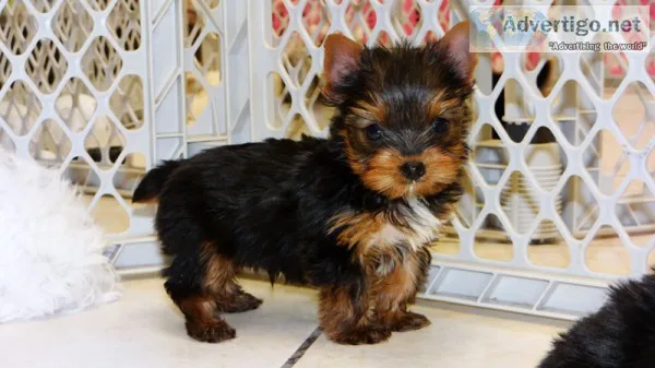 Yorkie  Yorkipoo Shih Tzu Puppies For Sale