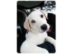 Adopt Orange a Labrador Retriever Great Pyrenees