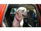 Adopt Marley a Labrador Retriever