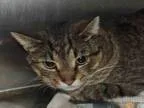 Adopt DANCES WITH WOLVES a Domestic Short Hair