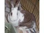 Adopt Abbey a Bunny Rabbit
