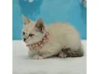 Adopt Crispy a Cream or Ivory (Mostly) Domestic Shorthair (short