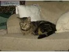 lost cat- marbled bengal