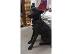 Adopt Bolt a Labrador Retriever