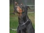 Adopt Ricky a Doberman Pinscher