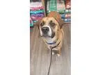 Adopt Nitro a Tricolor (TanBrown and Black and White) Boxer  Ger
