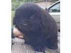 Adopt October Moon a Newfoundland Dog