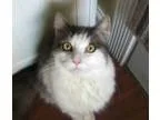 Adopt Bennie a White (Mostly) Domestic Longhair (long coat) cat 