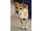 Adopt Oliver a Cattle Dog