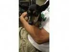 Adopt Daisy a Miniature Pinscher