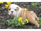 Amazing English Bulldogs Puppies Akc 12