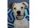 Adopt Maverick a Pit Bull Terrier