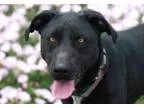 Adopt IZZIE a Labrador Retriever  Border Collie  Mixed dog in Ky
