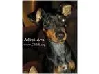 Adopt Ava a Miniature Pinscher