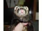 Adopt Crawl a Ferret