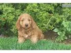 Goldendoole puppy with health guarantee