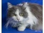 Adopt Mandy a Domestic Short Hair