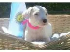 Danny1 Dogo Argentino Puppies For Sale