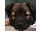 Adopt Elwood a Shepherd Rottweiler
