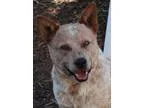 Adopt Rusty a Australian Cattle Dog (Blue Heeler)
