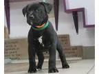Lovely Male Chipoo Puppy