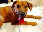 Adopt Ruby a RedGoldenOrangeCh estnut Labrador Retriever  Mixed 