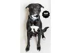Adopt Blaze a Black - with White Labrador Retriever  Mixed dog i