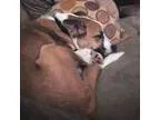 Adopt Pauley a Hound Border Collie