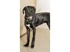 Adopt ADOPTED Snowy (Gahanna OH) a Labrador Retriever