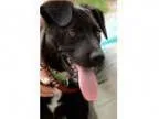 Adopt Chicken a Labrador Retriever