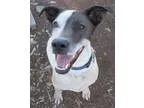 Adopt Gracie Foxhound a Foxhound  Mixed dog in Bardstown KY (139