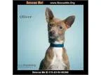 Adopt Oliver a GrayBlueSilverSal t and Pepper Basenji  Rat Terri