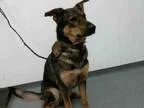 Adopt ZIVA a German Shepherd Dog  Mixed dog in Tulsa OK (1531002