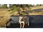 Adopt Missy a Pit Bull Terrier