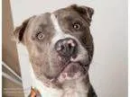 Adopt MIGUEL a Pit Bull Terrier Mixed dog in Sacramento CA (