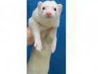 Adopt Slinks a Ferret