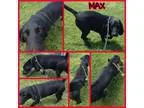 Adopt Max a Basset Hound Labrador Retriever