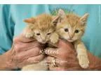 Adopt Kittens a Domestic Short Hair