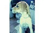 Adopt Camille a Labrador Retriever