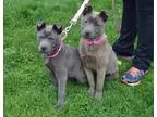 Adopt Foxy and Skittles Puppies a BrownChocolate Chow Chow  Mixe