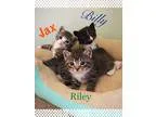 Adopt Kittens a Brown Tabby American Shorthair (short coat) cat 
