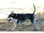 Adopt Zoey a Black and Tan Coonhound  Mixed dog in Clarkdale AZ 