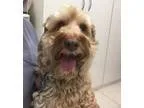 Adopt Sunny a Cockapoo