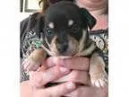 Adopt Baloo a Miniature Pinscher Terrier