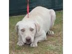 Adopt Andrew a Labrador Retriever