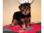 Kimaooe Teacup Yorkie Puppies For Sale