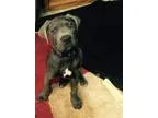 Adopt Presley a Poodle Terrier